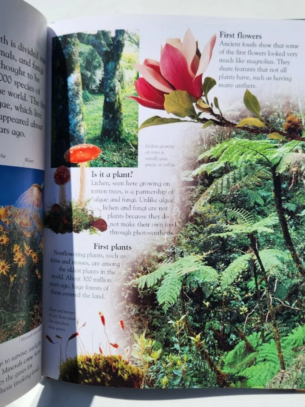 NEW DK Eye Wonder Plant Hardcover Book by David Burnie DK Publishing 48 pages IS